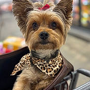 Jazzi joined the competition — help win amazing prizes! dog, small_dog, leopard_print, bandana, shopping_cart, pet, animal, cute, ears, fur, brown_fur, black_nose, close_up, portrait, indoor, blurred_background, curious, paw, canine, companion