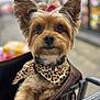 dog, small_dog, leopard_print, bandana, shopping_cart, pet, animal, cute, ears, fur, brown_fur, black_nose, close_up, portrait, indoor, blurred_background, curious, paw, canine, companion