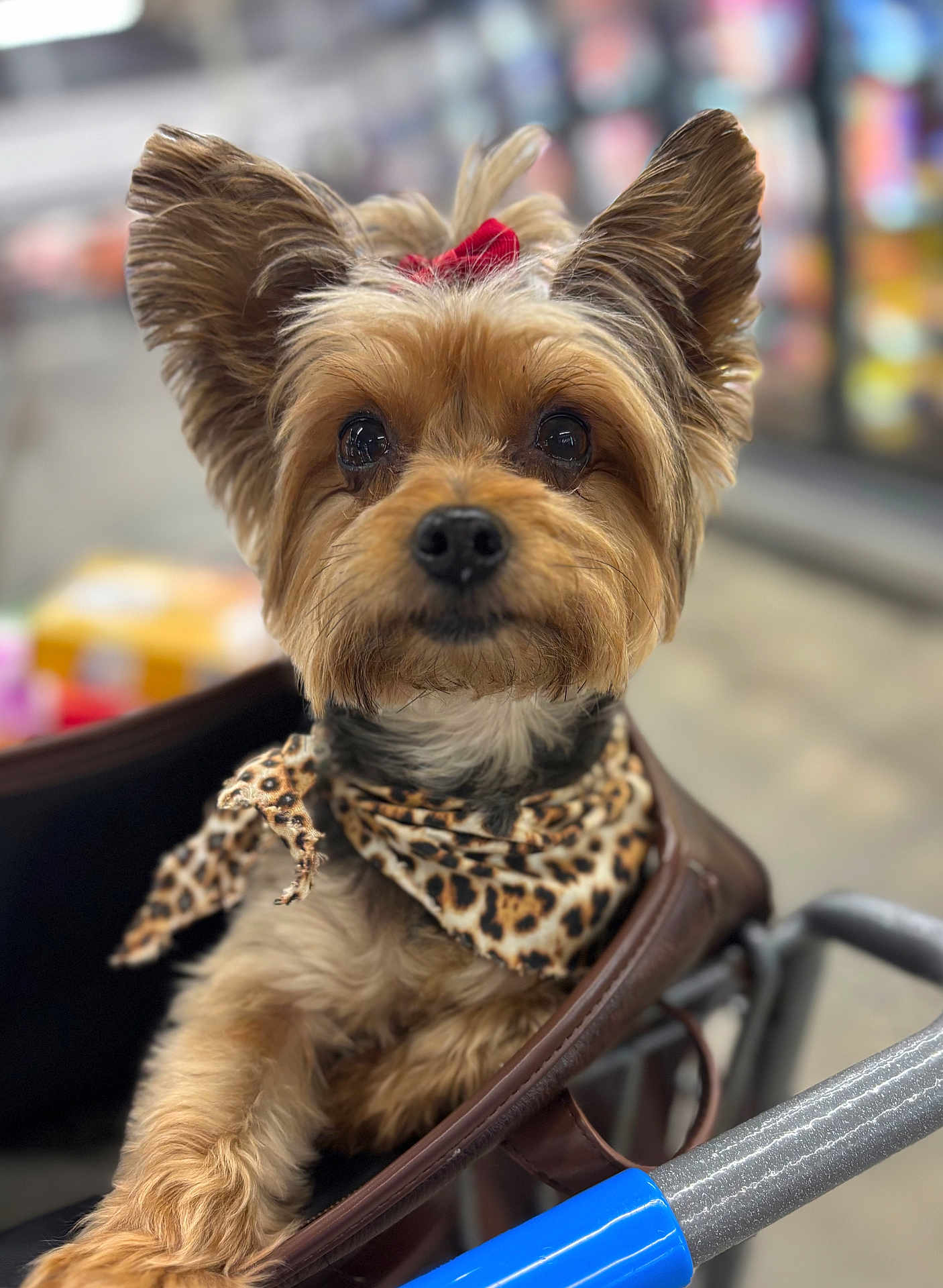 Jazzi