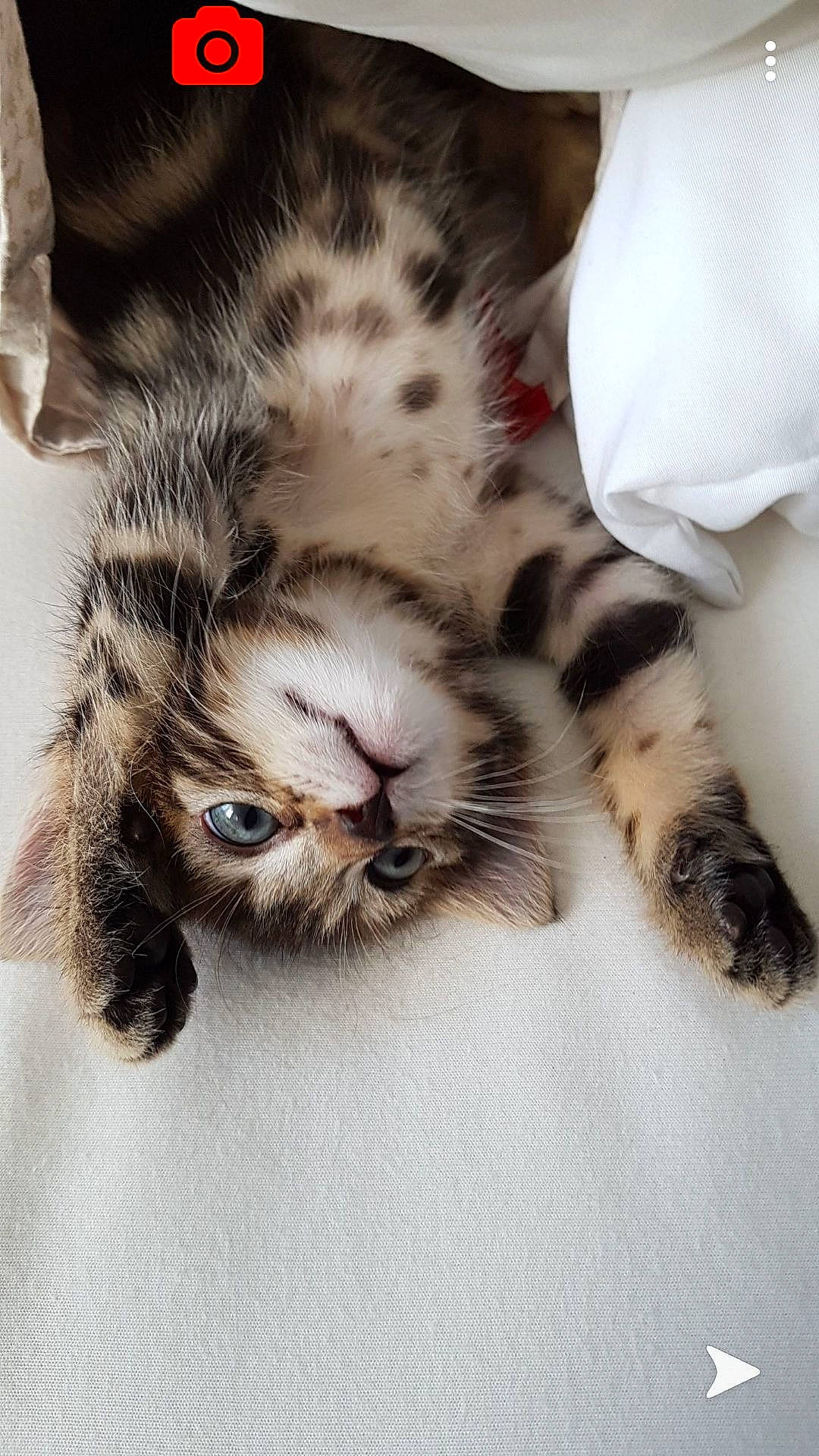 Craquotte a rejoint le concours — aidez-le/la à gagner de superbes lots ! american_shorthair, carnivore, cat, claw, ear, european_shorthair, felidae, fur, kitten, mammal, paw, small_to_medium_sized_cats, snout, tabby_cat, whiskers