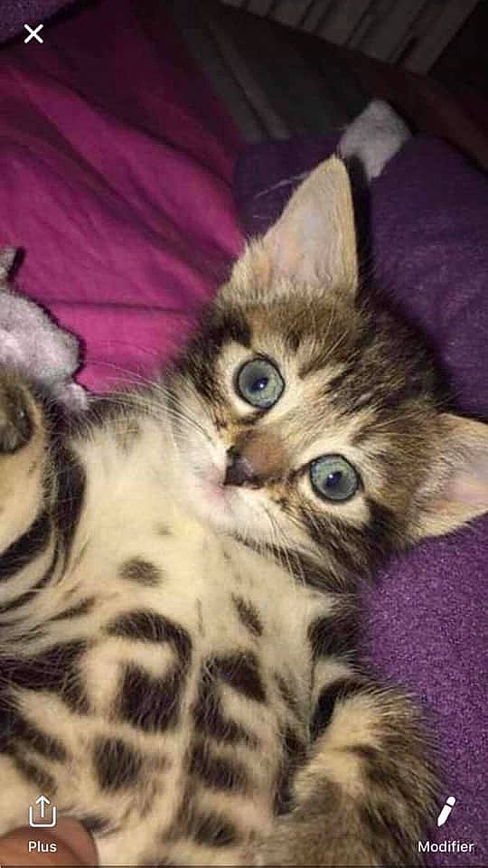 Craquotte participe au concours pour gagner de l'argent avec cette photo : american_curl, american_shorthair, american_wirehair, asian, california_spangled, carnivore, cat, domestic_short_haired_cat, dragon_li, egyptian_mau, european_shorthair, felidae, kitten, mammal, pixie_bob, small_to_medium_sized_cats, tabby_cat, toyger, vertebrate, whiskers