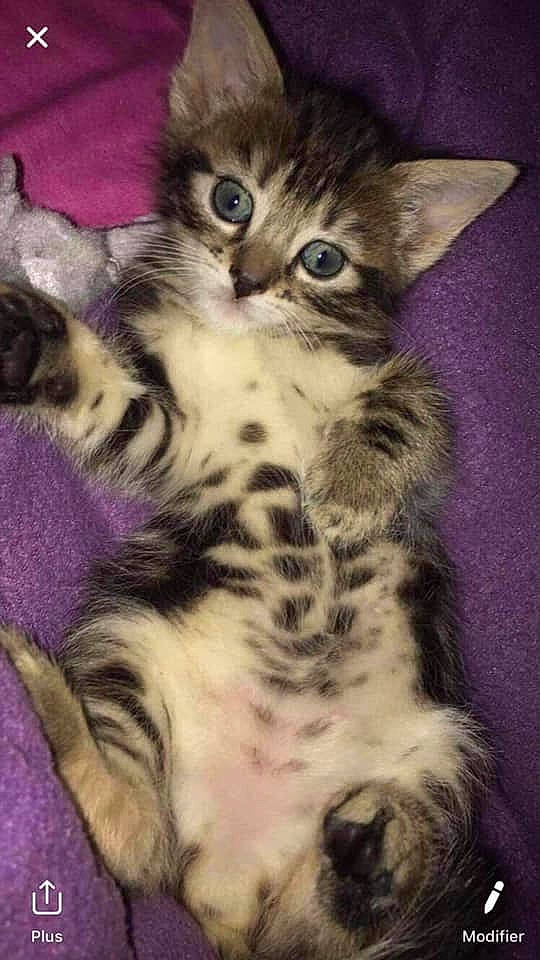 Craquotte a rejoint le concours — aidez-le/la à gagner de superbes lots ! american_curl, american_shorthair, american_wirehair, asian, carnivore, cat, dragon_li, egyptian_mau, european_shorthair, felidae, kitten, maine_coon, mammal, norwegian_forest_cat, pixie_bob, siberian, small_to_medium_sized_cats, tabby_cat, vertebrate, whiskers