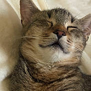 Coogie is registered to the contest to win money with this photo: animal, cat, close_up, cozy, cute, cute_pet, domestic_animal, ears, face, feline, fur, indoor, nose, pet, relaxed, resting, sleeping, soft, tabby, whiskers