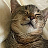 animal, cat, close_up, cozy, cute, cute_pet, domestic_animal, ears, face, feline, fur, indoor, nose, pet, relaxed, resting, sleeping, soft, tabby, whiskers