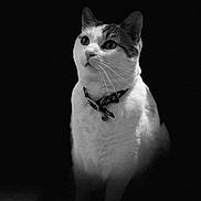 Mousse a rejoint le concours — aidez-le/la à gagner de superbes lots ! cat, pet, animal, portrait, black_and_white, monochrome, collar, bell, whiskers, ears, eyes, fur, sitting, close_up, studio_lighting, dark_background, dramatic, serious, centered, photography