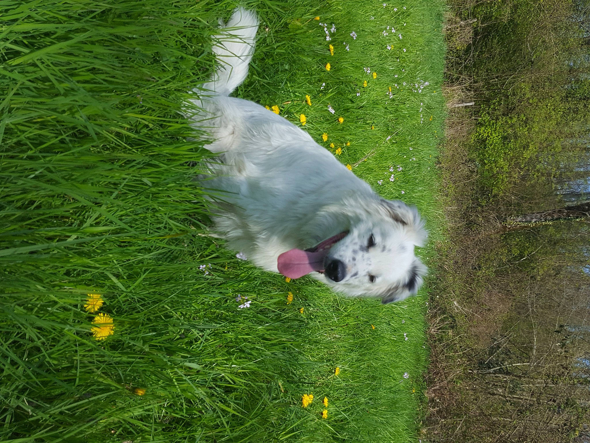 Hélios a rejoint le concours — aidez-le/la à gagner de superbes lots ! canidae, carnivore, companion_dog, dog, dog_breed, flower, fur, grass, grass_family, grassland, groundcover, livestock_guardian_dog, non_sporting_group, pasture, plant, polish_tatra_sheepdog, snout, sporting_group, tail, wildlife