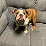 Zeus is registered to the contest to win money with this photo: bulldog, puppy, dog, pet, couch, gray_couch, blanket, knitted_blanket, indoor, home, animal, mammal, cute, alert, fur, ears, wrinkles, face, paws, looking_up