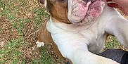 Zeus is registered to the contest to win money with this photo: bulldog, puppy, dog, grass, hand, pet, outdoor, cute, animal, playing, grass_patch, person, petting, closeup, adorable, brown, white, paw, snout, eyes