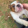 bulldog, puppy, dog, grass, hand, pet, outdoor, cute, animal, playing, grass_patch, person, petting, closeup, adorable, brown, white, paw, snout, eyes