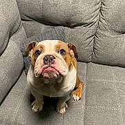 Zeus is registered to the contest to win money with this photo: bulldog, puppy, dog, pet, couch, grey_couch, indoor, animal, canine, sitting, looking_up, cute, young_dog, furniture, home, domestic_animal, companion, portrait, soft_texture, expression