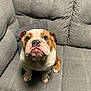 bulldog, puppy, dog, pet, couch, grey_couch, indoor, animal, canine, sitting, looking_up, cute, young_dog, furniture, home, domestic_animal, companion, portrait, soft_texture, expression