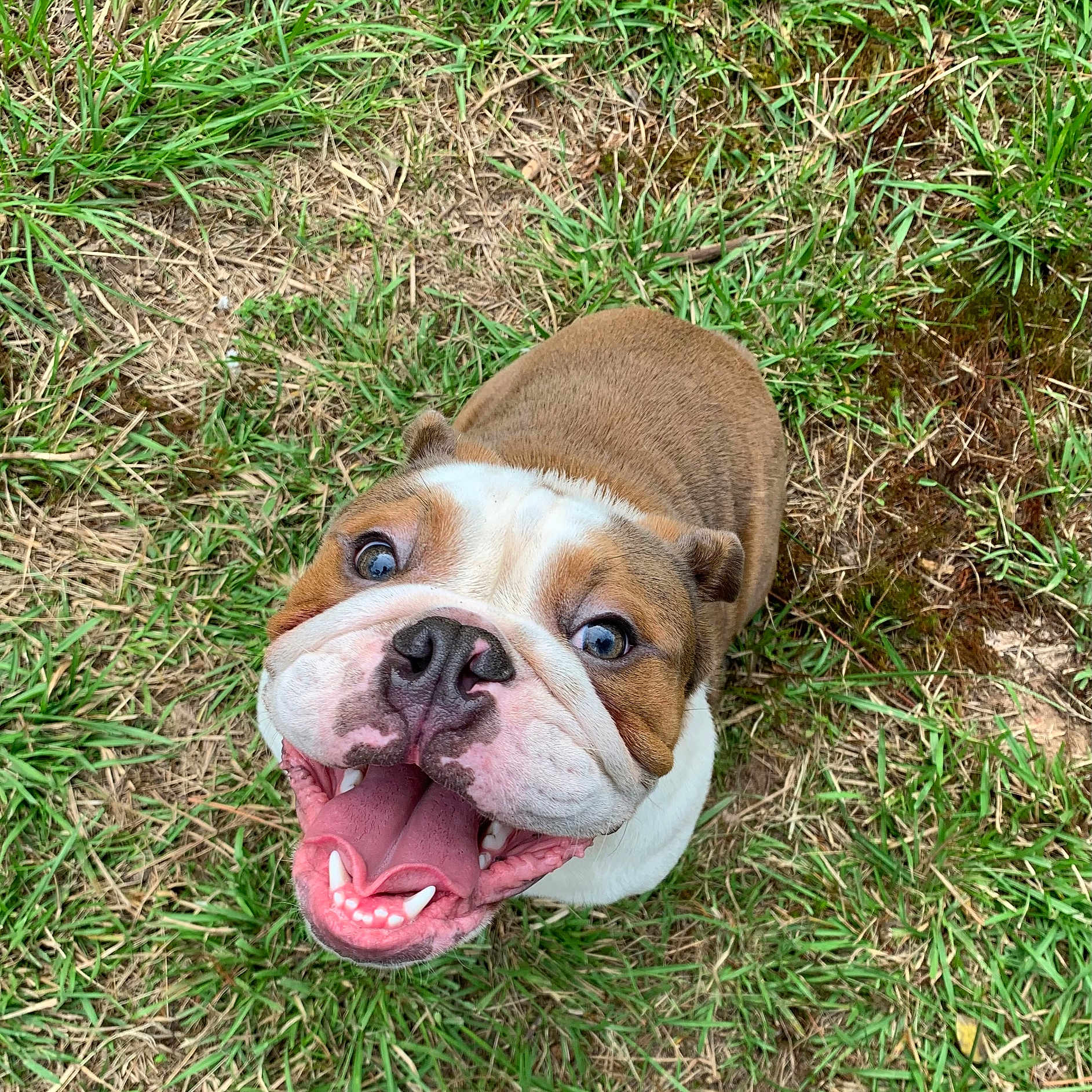 Zeus is registered to the contest to win money with this photo: animal, brown, bulldog, canine, closeup, cute, dog, friendly, grass, grassland, happy, mammal, nature, outdoor, pet, playful, smiling, summer, tongue, white