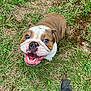 Zeus is registered to the contest to win money with this photo: bulldog, dog, grass, outdoor, pet, animal, happy, smile, face, looking_up, brown, white, shoes, sneakers, human_feet, playful, nature, canine, tongue, ears