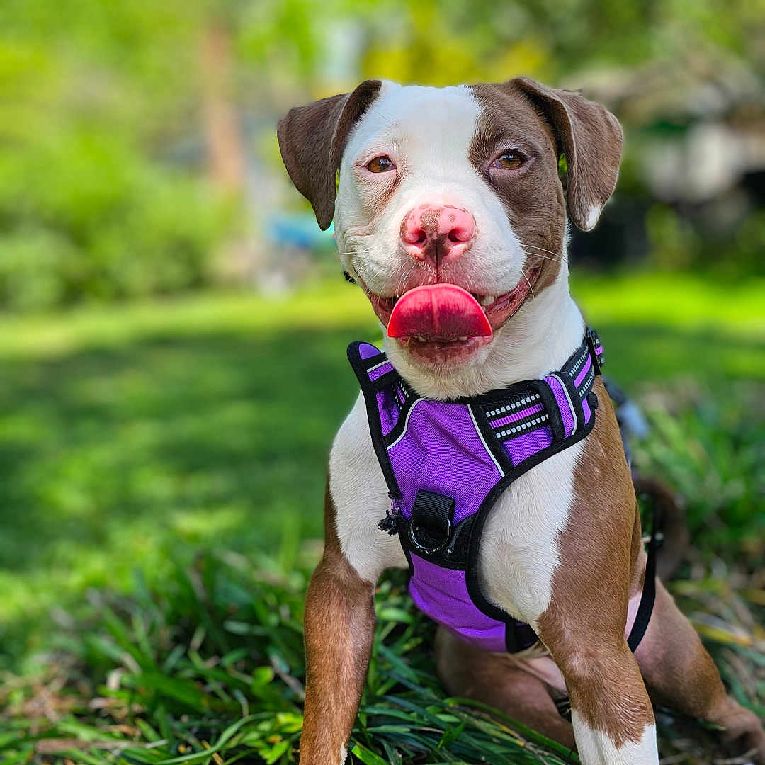 River Hope joined the competition — help win amazing prizes! animal, brown_and_white, canine, closeup, dog, ears, garden, grass, greenery, happy, mammal, nature, outdoor, pet, purple_harness, sitting, snout, summer, sunlight, tongue_out