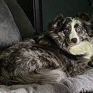 Bodie Rue is registered to the contest to win money with this photo: animal, blanket, blue_eyes, companion, couch, cozy, curious, dog, domestic_animal, fluffy, fur, furniture, indoor, laying_down, mammal, merle_coat, pet, portrait, relaxed, resting