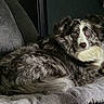 dog, merle_coat, blue_eyes, fluffy, pet, indoor, blanket, couch, resting, curious, animal, fur, companion, domestic_animal, mammal, portrait, relaxed, cozy, furniture, laying_down