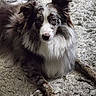 animal, australian_shepherd, blue_eyes, canine, carpet, companion, dog, ears, fur, household, indoor, laying_down, long_fur, looking_at_camera, nose, paw, pet, portrait, shaggy_rug, whiskers