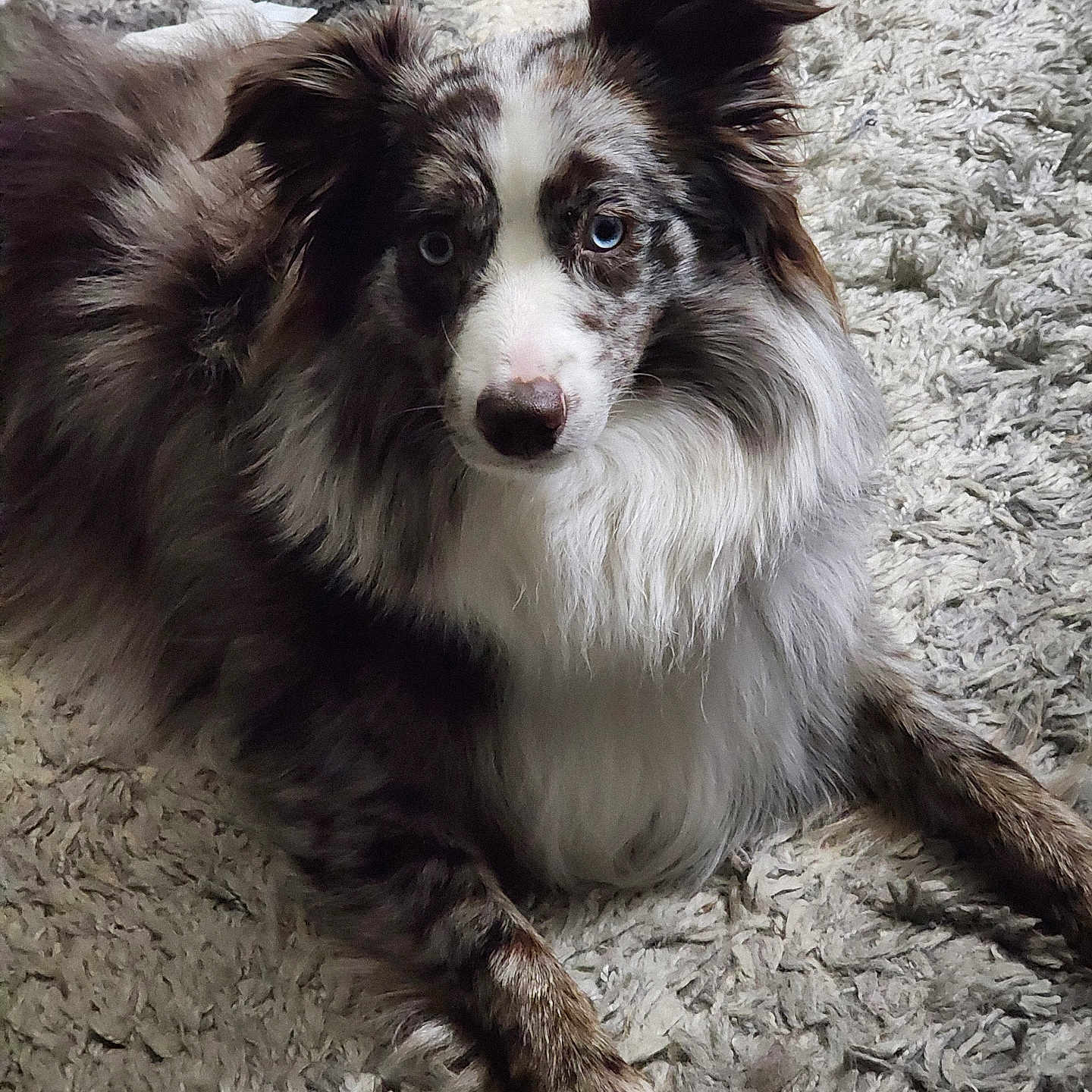 Bodie Rue joined the competition — help win amazing prizes! dog, australian_shepherd, blue_eyes, fur, pet, canine, laying_down, indoor, carpet, shaggy_rug, animal, portrait, looking_at_camera, long_fur, ears, whiskers, nose, paw, household, companion