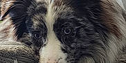 Bodie is registered to the contest to win money with this photo: animal, canine, cat, cockerspaniel, collie, couch, cushion, dog, dogbed, eskimodog, furniture, homedecor, papillon, person, pet, puppy, sleeping, snout, terrier, whitedog