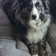 Bodie joined the competition — help win amazing prizes! adorable, blue_eyes, calm, canine, close_up, companion, curious, cushion, dog, domestic_animal, fluffy, furry, indoor, long_hair, lying_down, muzzle, paws, pet, portrait, resting