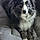 Bodie