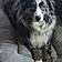 Bodie