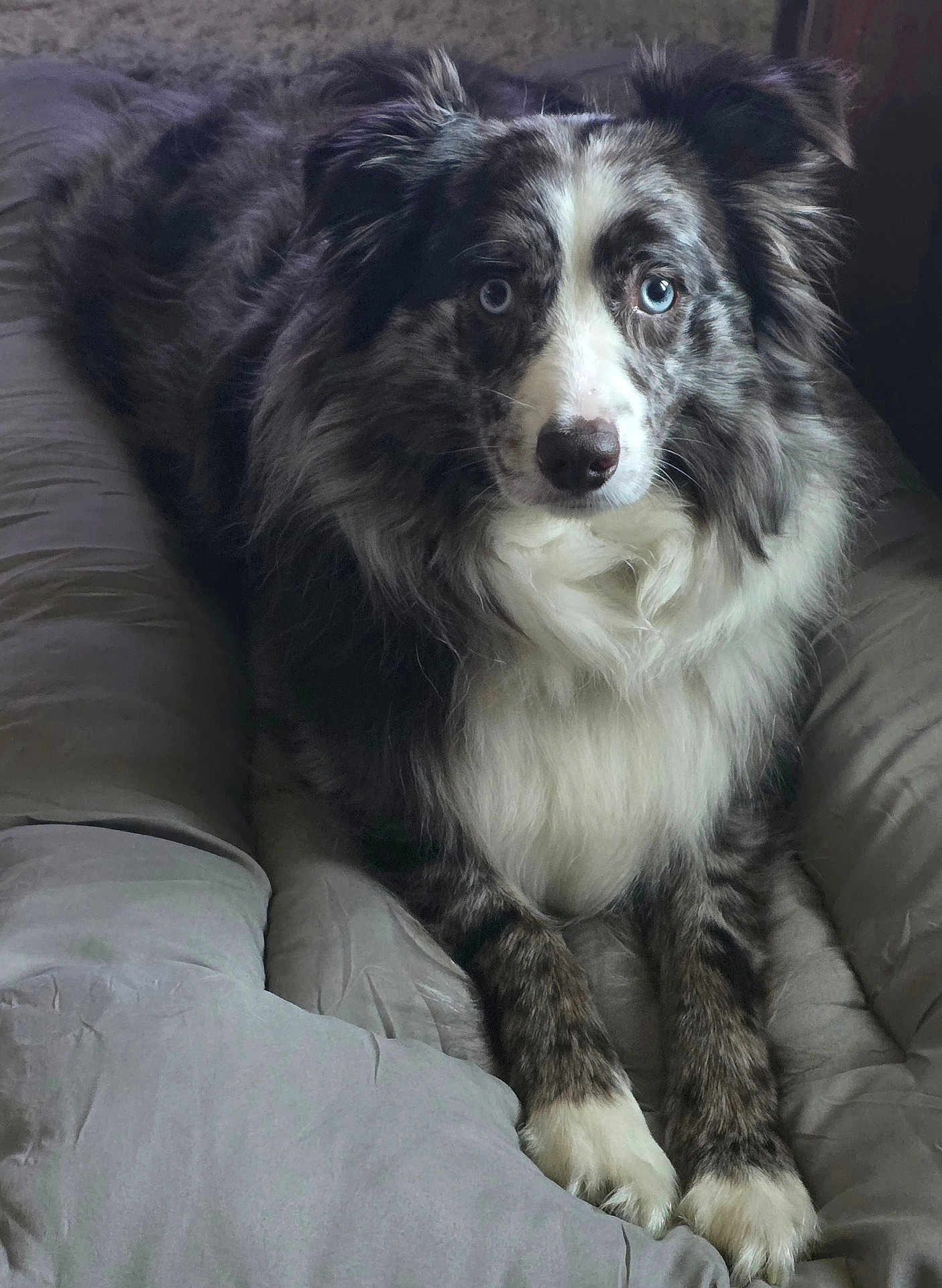Bodie
