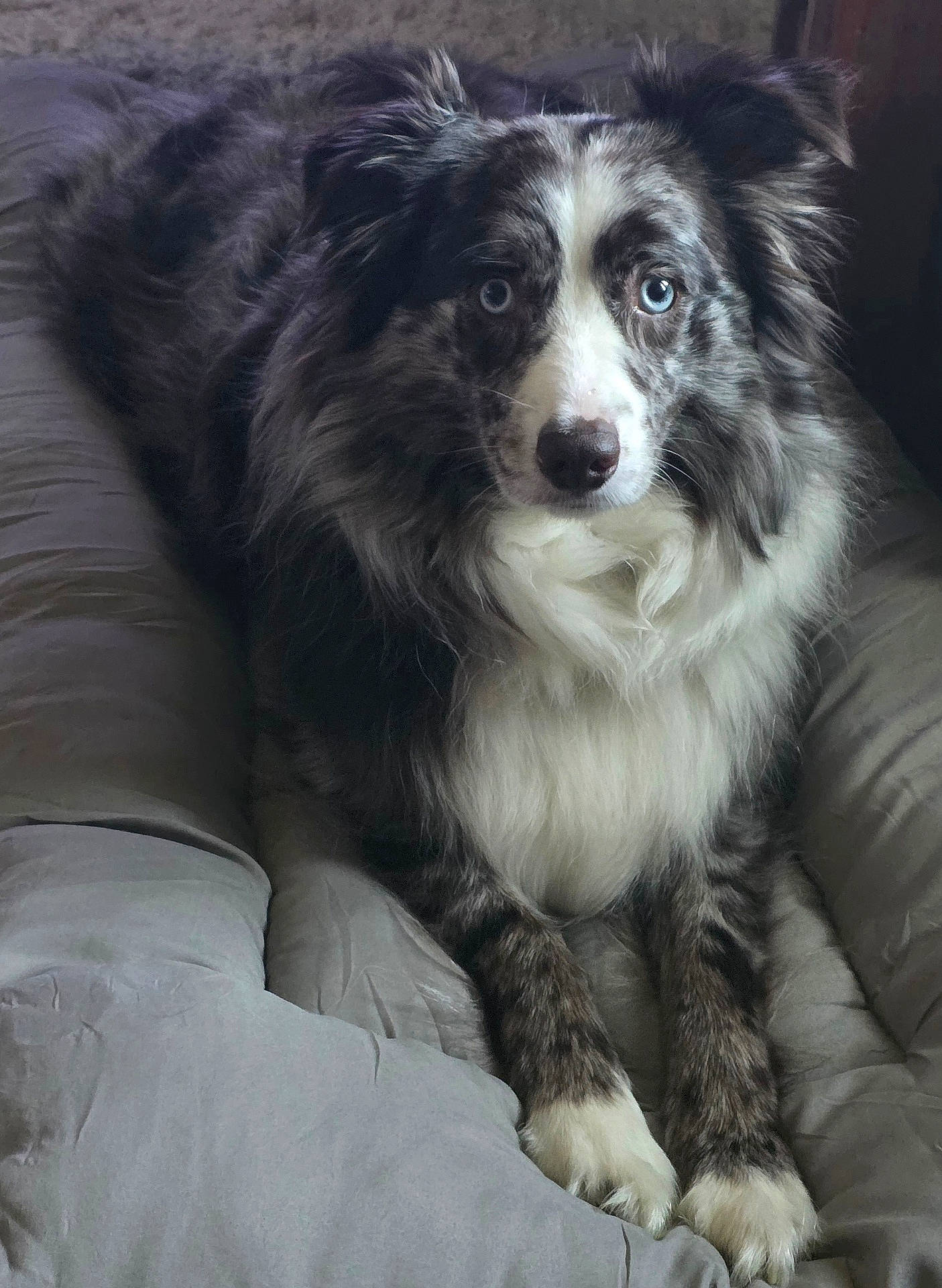 Bodie joined the competition — help win amazing prizes! animal, blue_eyes, canine, comfort, companion, cushion, cute, dog, fluffy, friendly, fur, home, indoor, looking, merle, paw, pet, portrait, relaxed, resting