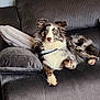Bodie is registered to the contest to win money with this photo: animal, blue_eyes, canine, companion, couch, cute, dog, domestic, fluffy, fur, furniture, home, indoor, laying, merle, pet, pillow, portrait, relaxed, resting