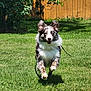 Bodie is registered to the contest to win money with this photo: active, animal, backyard, canine, daytime, dog, ears, fur, grass, greenery, happy, leash, nature, outdoor, pet, playful, running, summer, sunlight, wooden_fence