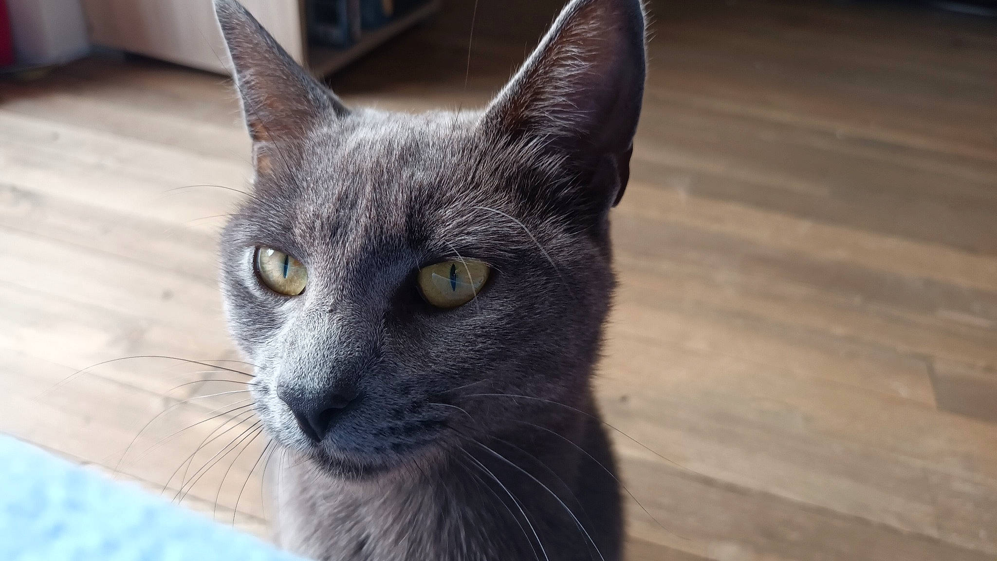 Leïa a rejoint le concours — aidez-le/la à gagner de superbes lots ! black_cat, carnivore, cat, domestic_short_haired_cat, electric_blue, felidae, fur, grey, hardwood, iris, small_to_medium_sized_cats, snout, terrestrial_animal, whiskers, wildlife, window, wood