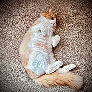 Carmen Sandiego joined the competition — help win amazing prizes! animal, carpet, cat, cozy, cute, domestic_animal, feline, fluffy, fur, indoor, lying_down, mammal, orange, pet, relaxed, resting, sleepy, soft_texture, tail, white