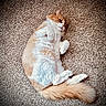 animal, carpet, cat, cozy, cute, domestic_animal, feline, fluffy, fur, indoor, lying_down, mammal, orange, pet, relaxed, resting, sleepy, soft_texture, tail, white