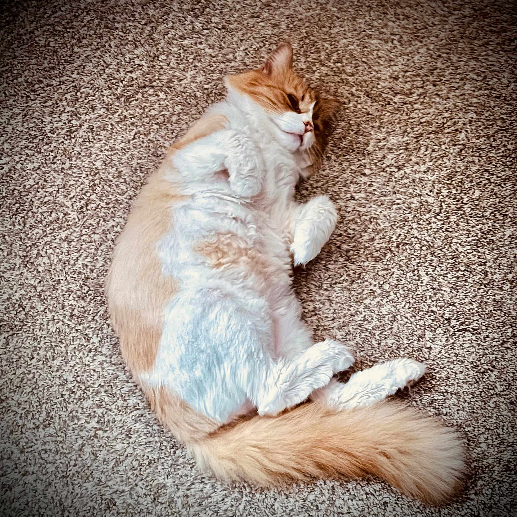 Carmen Sandiego joined the competition — help win amazing prizes! animal, carpet, cat, cozy, cute, domestic_animal, feline, fluffy, fur, indoor, lying_down, mammal, orange, pet, relaxed, resting, sleepy, soft_texture, tail, white