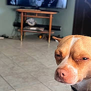 Peanut Muñoz is registered to the contest to win money with this photo: animal, brown, close_up, collar, dog, ears, expression, floor, fur, household, indoor, living_room, pet, resting, snout, table, television, tile_floor, watching, white