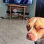 animal, brown, close_up, collar, dog, ears, expression, floor, fur, household, indoor, living_room, pet, resting, snout, table, television, tile_floor, watching, white