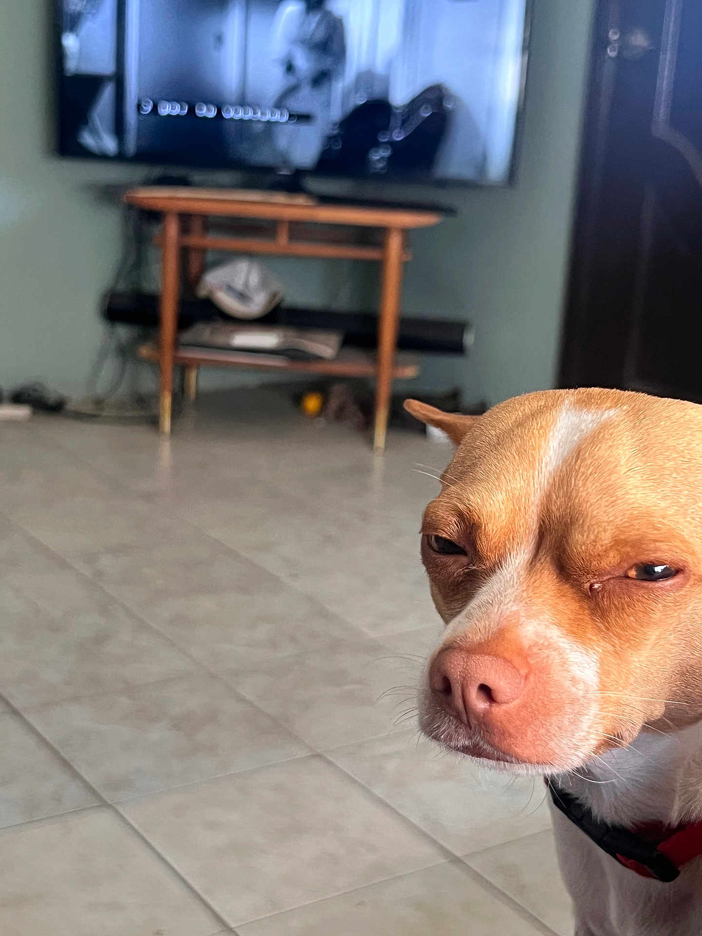 Peanut Muñoz is registered to the contest to win money with this photo: animal, brown, close_up, collar, dog, ears, expression, floor, fur, household, indoor, living_room, pet, resting, snout, table, television, tile_floor, watching, white