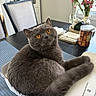 cat, gray_cat, amber_eyes, box, table, dining_room, chair, flowers, vase, jar, indoor, pet, curious, feline, cozy, fur, looking_up, domestic, home, relaxed