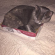 Sofia Marie is registered to the contest to win money with this photo: cat, fancy_feast_box, bedspread, quilted, gray_cat, pet, indoor, cozy, resting, curled_up, feline, animal, cute, small_box, sleepy, fur, domestic_cat, soft_texture, relaxed, compact
