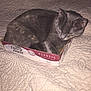 cat, fancy_feast_box, bedspread, quilted, gray_cat, pet, indoor, cozy, resting, curled_up, feline, animal, cute, small_box, sleepy, fur, domestic_cat, soft_texture, relaxed, compact