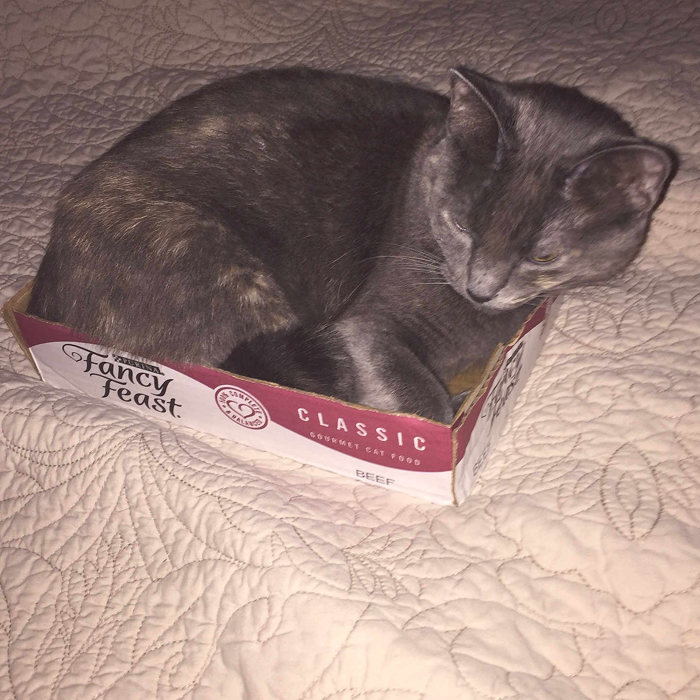 Sofia Marie is registered to the contest to win money with this photo: animal, bedspread, cat, compact, cozy, curled_up, cute, domestic_cat, fancy_feast_box, feline, fur, gray_cat, indoor, pet, quilted, relaxed, resting, sleepy, small_box, soft_texture