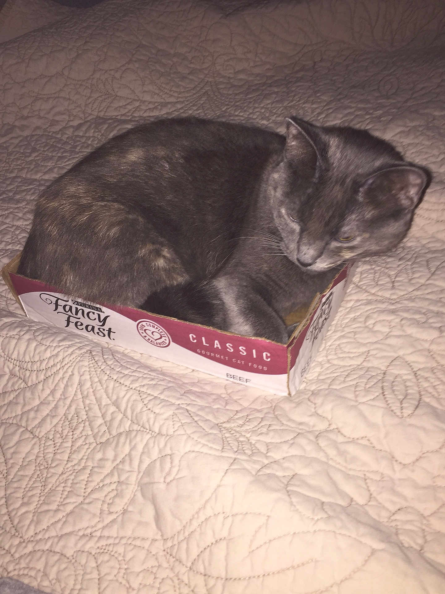 Sofia Marie is registered to the contest to win money with this photo: cat, fancy_feast_box, bedspread, quilted, gray_cat, pet, indoor, cozy, resting, curled_up, feline, animal, cute, small_box, sleepy, fur, domestic_cat, soft_texture, relaxed, compact