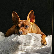 Moka a rejoint le concours — aidez-le/la à gagner de superbes lots ! dog, small_dog, brown_dog, ears, fluffy_blanket, white_blanket, sunlight, shadow, resting, cozy, indoor, pet, canine, fur, paw, napping, relaxing, portrait, closeup, comfort