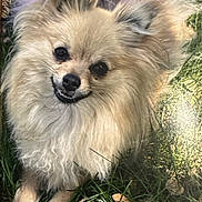Margo Carter is registered to the contest to win money with this photo: dog, small_dog, fluffy, long_hair, cream_fur, tan_fur, black_nose, dark_eyes, open_mouth, smiling, teeth, portrait, close_up, outdoor, grass, garden, lying_down, playful, animal, pet