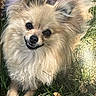 dog, small_dog, fluffy, long_hair, cream_fur, tan_fur, black_nose, dark_eyes, open_mouth, smiling, teeth, portrait, close_up, outdoor, grass, garden, lying_down, playful, animal, pet