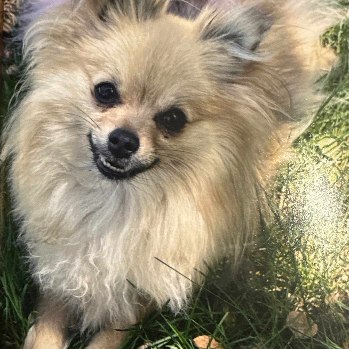 Margo Carter is registered to the contest to win money with this photo: dog, small_dog, fluffy, long_hair, cream_fur, tan_fur, black_nose, dark_eyes, open_mouth, smiling, teeth, portrait, close_up, outdoor, grass, garden, lying_down, playful, animal, pet