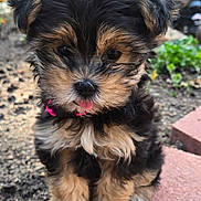 Mindy is registered to the contest to win money with this photo: puppy, dog, yorkshire_terrier, small_dog, fluffy, black_and_tan, pink_tongue, sitting, outdoor, garden, brick, steps, fence, greenery, fur, cute, pet, portrait, animal, daylight