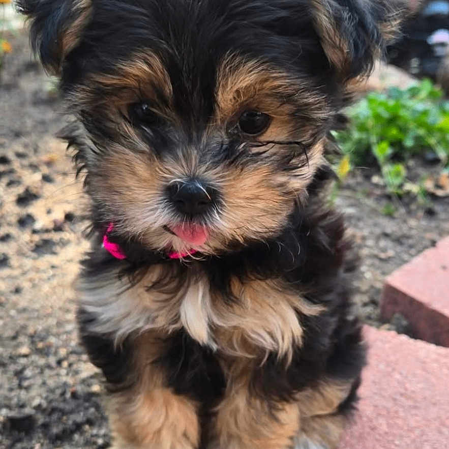 Mindy is registered to the contest to win money with this photo: puppy, dog, yorkshire_terrier, small_dog, fluffy, black_and_tan, pink_tongue, sitting, outdoor, garden, brick, steps, fence, greenery, fur, cute, pet, portrait, animal, daylight