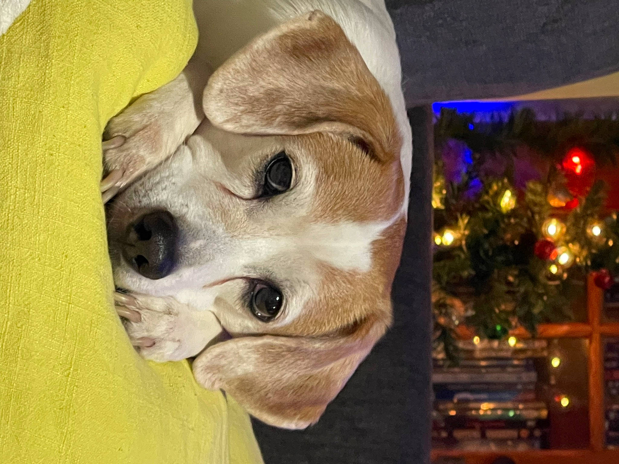 Checkers is registered to the contest to win money with this photo: art, carnivore, companion_dog, dog, dog_breed, event, fawn, fur, hat, headgear, holiday, ornament, plant, snout, sporting_group, sun_hat, toy_dog, tree, whiskers, working_animal