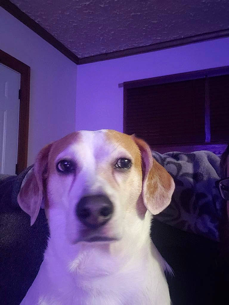 Checkers joined the competition — help win amazing prizes! canidae, carnivore, chair, companion_dog, dog, dog_breed, ear, fawn, fur, puppy, puppy_love, retriever, selfie, sporting_group, whiskers, window, working_animal